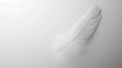 Obraz premium White feather on white background 