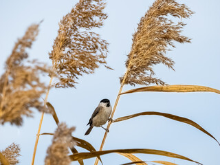 Marsh tit, parus palustris, small bird, reed natural background