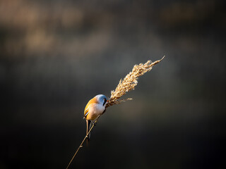 Bearded reedling male tit parrotbill one small cute bird on a reed space for text