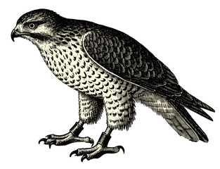 Vintage falcon illustration, vintage falcon engraving with detailed sketch, isolated on transparent background. Black and white PNG