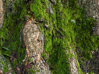 Old tree log texture overgrown with a green lichen background. Moss in forest