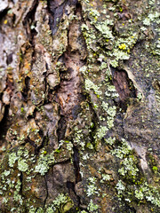 Old tree log texture overgrown with a green lichen background. Moss in forest