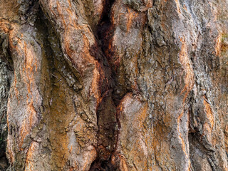 Close-up gnarled tree bark natural background