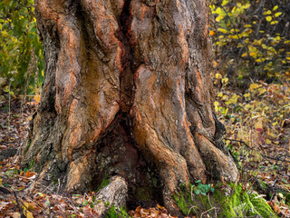 Close-up gnarled tree bark natural background