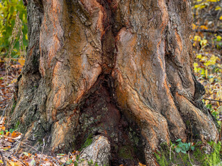 Close-up gnarled tree bark natural background