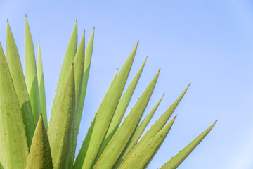 Blue agave plants in the garden making tequila industry tequila concept. Blue agave plants with clear blue sky background