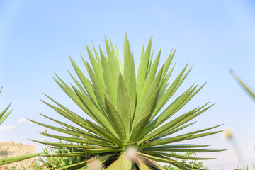 Fototapeta premium Blue agave plants in the garden making tequila industry tequila concept