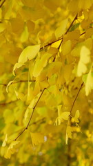 The autumn leaves are beautiful.