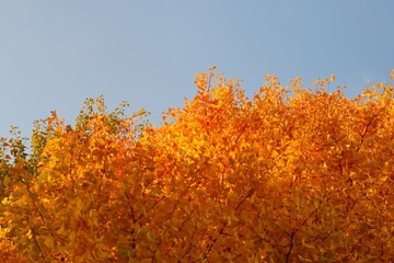 The autumn leaves are beautiful.