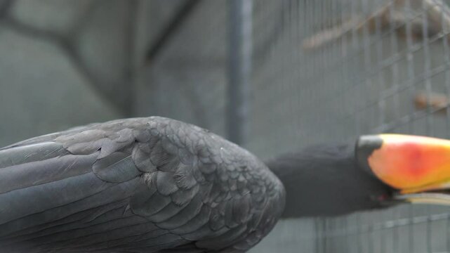 The great hornbill or Buceros bicornis, also known as the concave-casqued hornbill.