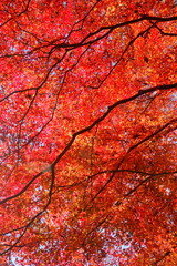 The autumn leaves are beautiful.