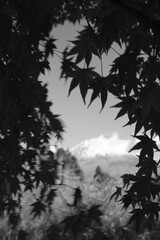 The autumn leaves are beautiful.