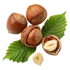 Hazelnut: A Healthy and Delicious Nut