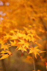 The autumn leaves are beautiful.