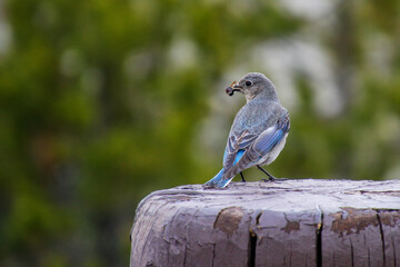Female western bluebird sitting on a fence post with bug in its beak