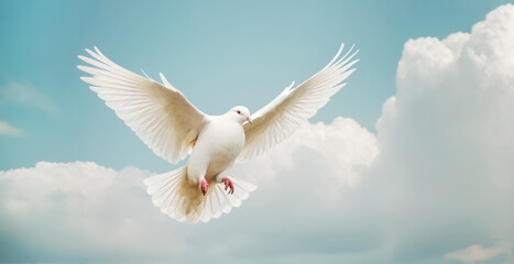 Fototapeta premium white dove flying in the sky