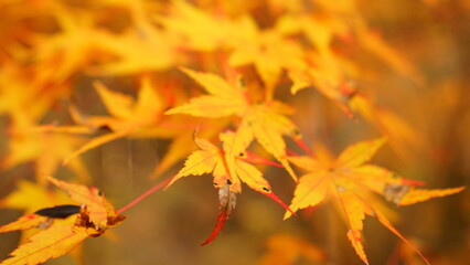 The autumn leaves are beautiful.