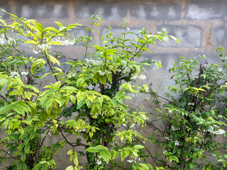 Moke Tree Hedge, Wrightia Religiosa, Green Leaves And White Flowers On The Branch In The Garden With Wall Background At Mukdahan, Thailand. 08 Nov 2024. AM
