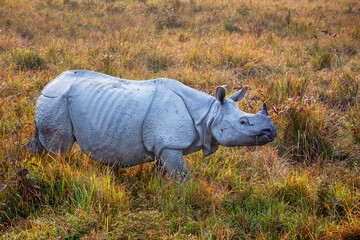 Indian Rhinoceros in Kaziranga National Park, Assam, India