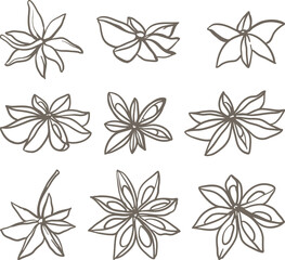 Fototapeta premium Set of star anise in sketch style. Hand drawn spices illustration for culinary, botanical or holiday designs, highlighting spice, flavor and natural beauty, desserts, pastries