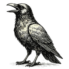 Vintage crow illustration, vintage crow illustration with hand-drawn sketch details, isolated on transparent background. Black and white PNG