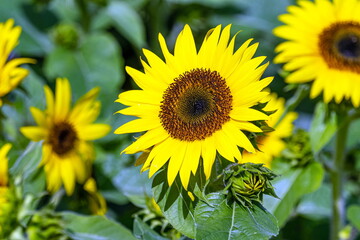 sunflower