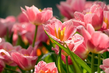 Naklejka premium Pink Tulib