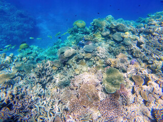 Coral reef off the coast of Gee island in Ouvea lagoon, Loyalty Islands, New Caledonia