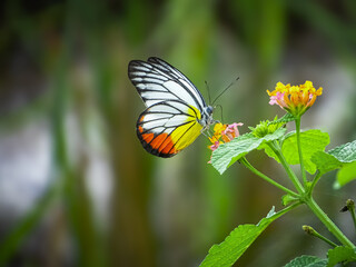 A close-up of a white and yellow butterfly with orange accents, delicately feeding on a cluster of vibrant yellow and pink flowers.