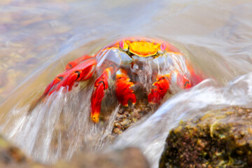 Sally lightfoot crab covered by wave on Chinese Hat island, Galapagos National Park, Ecuador