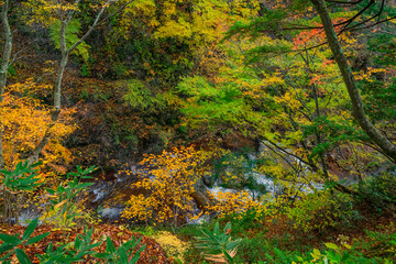 長野県上高井郡高山村牧　雷滝の紅葉
