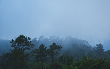 Obraz premium Trees in the forest on foggy day