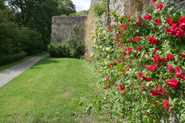 Rosen an Mauer im Schlossgarten und Schlosspark von Bad Berleburg