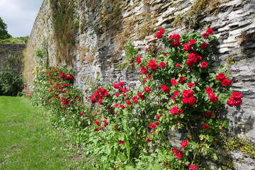 Rote Rosen an Mauer im Schlossgarten und Schlosspark von Bad Berleburg