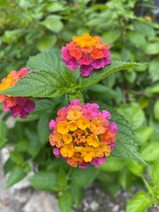 red and yellow flowers