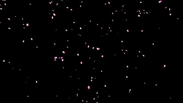 Cherry blossom petals falling particle animation (Black Background) - (4K_24fps)	