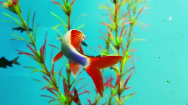 Labeo Fish - This attractive species, native to Southeast Asia, is well suited to large aquariums. Silver fish with red fins