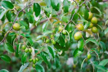 Organic fruits harvested from chemical-free orchards, emphasizing sustainable agriculture, toxin-free growth, and natural farming methods for eco-friendly and health-conscious produce