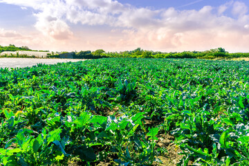 Rows at plantation of young green plants on a farm on a sunny day. Growing organic vegetables. Eco-friendly products. Agriculture land and farming. Agro business.
