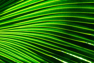 green palm leaf close up, natural bio background for flora concept and design. textured plant leaf macro with rows and lines
