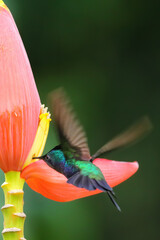 Antillean crested hummingbird feeding from banana flower, Grenada island, Grenada