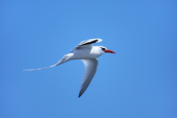 Red-billed tropicbird flying near South Plaza Island, Galapagos National Park, Ecuador.