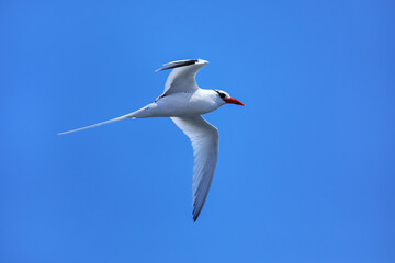 Red-billed tropicbird flying near South Plaza Island, Galapagos National Park, Ecuador.