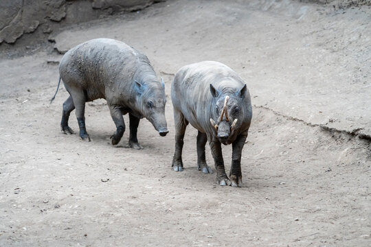 Babirusa (Babyrousa, Deer Pig, Deer-Pig, Babi Rusa) a member of the swine family found on the Indonesian islands of Sulawesi, Togian, Sula and Buru.