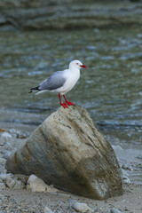 Red-billed gull sitting on a rock