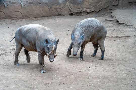 Babirusa (Babyrousa, Deer Pig, Deer-Pig, Babi Rusa) a member of the swine family found on the Indonesian islands of Sulawesi, Togian, Sula and Buru.