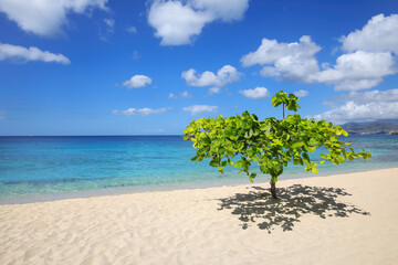 Small shady tree at Magazine Beach on Grenada Island, Grenada.