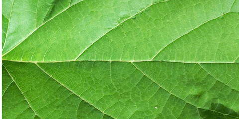 Green Leaf 