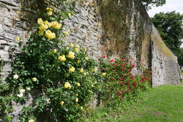 Gelbe Rosen an Mauer im Schlossgarten und Schlosspark von Bad Berleburg