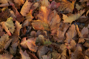 Yellow grape leaves in autumn on the ground